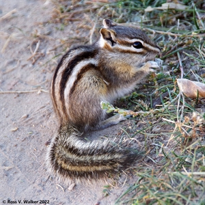 Chipmunk