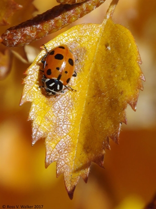 Lady Beetle