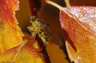 Dung fly