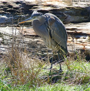 Great blue heron