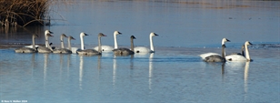 Trumpeter swan families