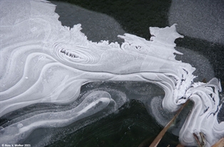 Ice dragon