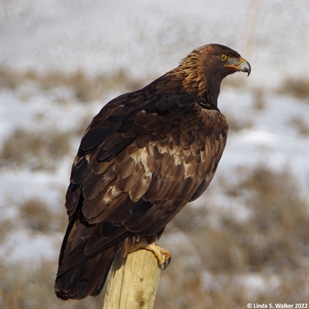 Golden eagle