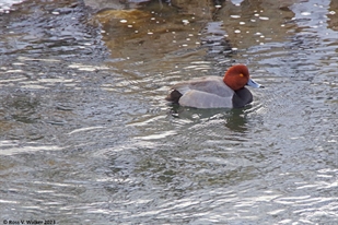 Redhead duck