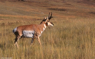 Pronghorn Buck