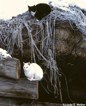 Black and White Cats