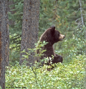 Black Bear