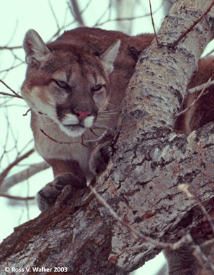 Mountain Lion