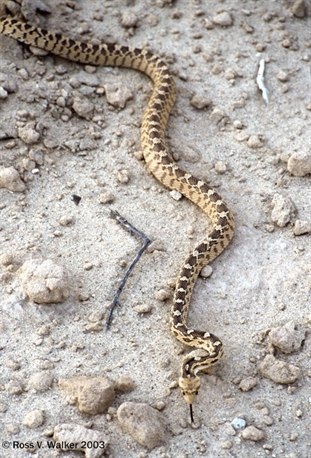 Great Basin Gopher Snake