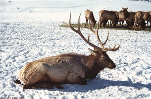 Bull Elk