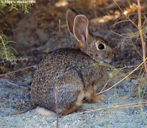 Desert Cottontail