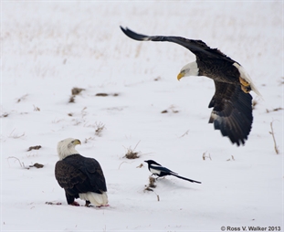 Incoming bald eagle