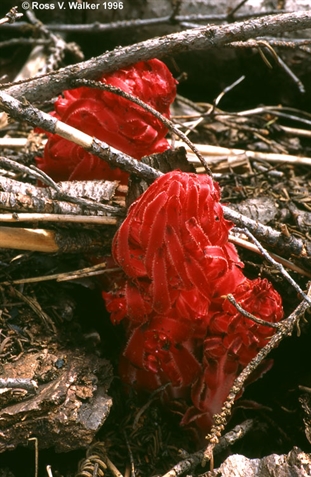 Snow Plant