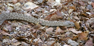 Great Basin Rattlesnake