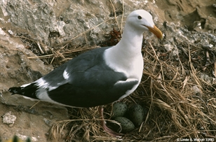 Seagull and Eggs