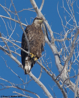 Juvenile Bald Eagle