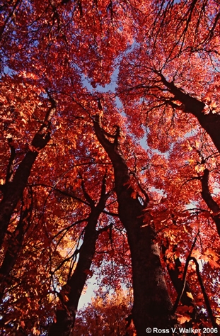 Mountain maples in autumn