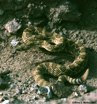 Mojave Green Rattlesnake