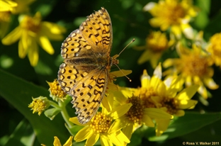 Mormon Fritillary