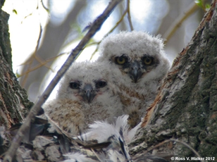 Great Horned Owl Chicks