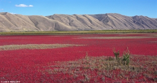 Pickleweed in autumn