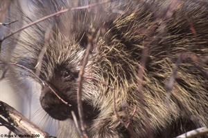 Porcupine