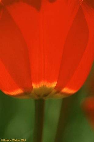 Red Tulip