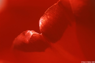 Red tulip petals