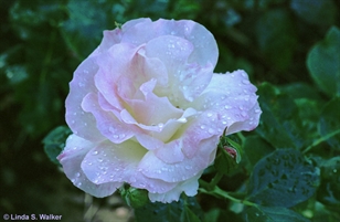 Rose With Dew