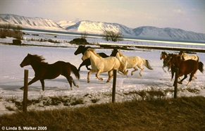 Running Horses