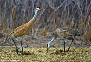 Sandhill Cranes