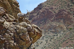 Bighorn Sheep