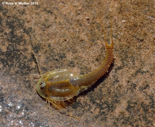 Tadpole Shrimp