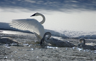 Trumpeter Swans