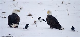 Two eagles and magpies