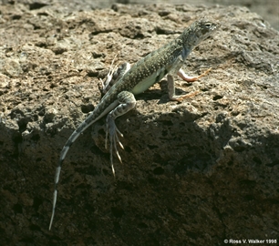 Zebra tailed lizard