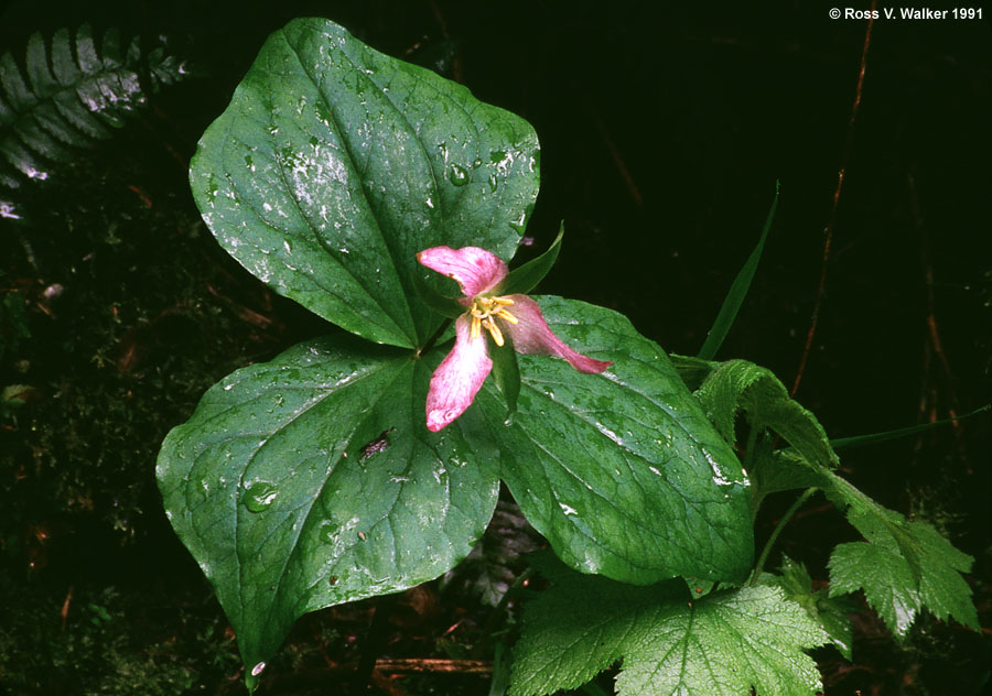 Trillium, Russian Gulch State Park, California