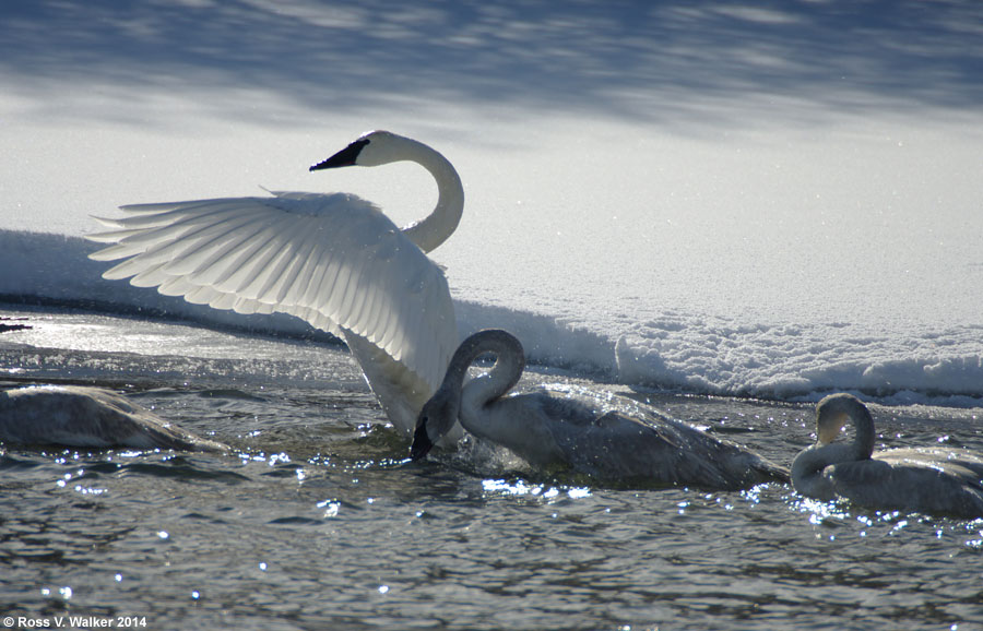 Trumpeter swans in an ice free area of the Bear River near Nounan, Idaho