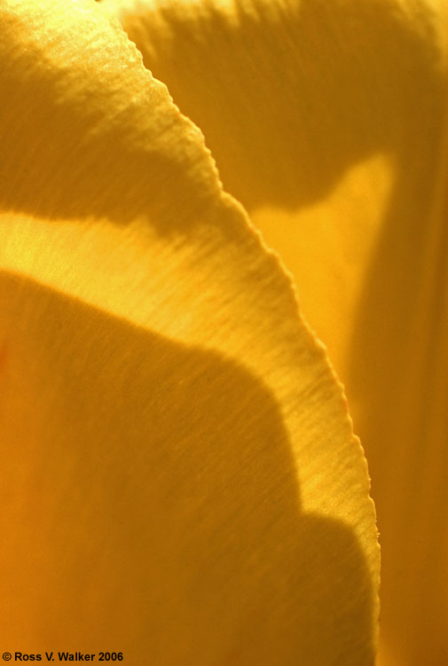 Tulip petals, Montpelier, Idaho