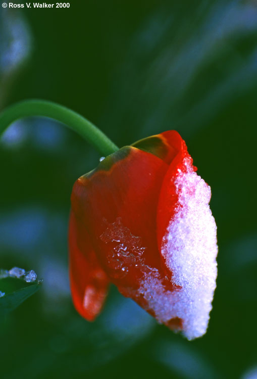 Tulip in snow, Montpelier, Idaho