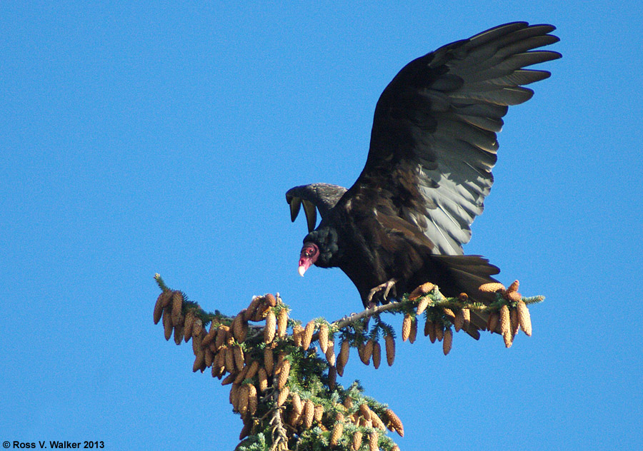 Turkey Vulture, Montpelier, Idaho