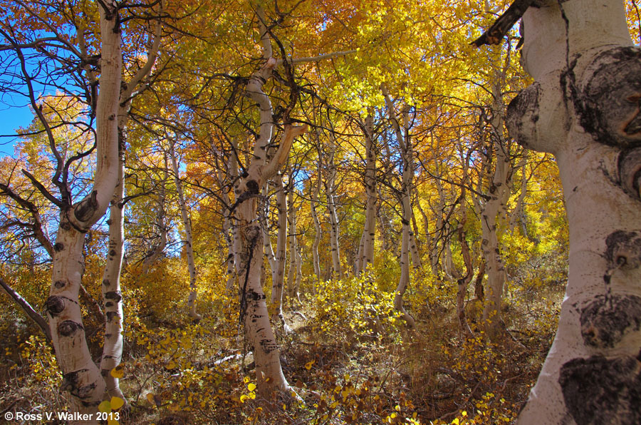 Twisted Aspens near Conway Summit, California