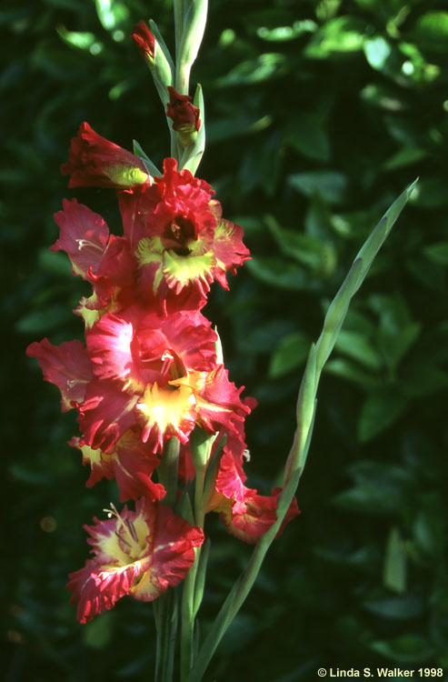 Variegated Gladiolas, Santa Barbara, California