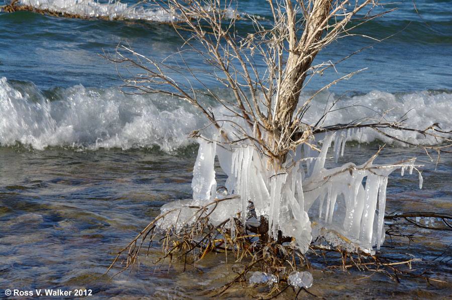 Icicles formed by waves hitting drowned trees at Cisco Beach, Bear Lake, Utah