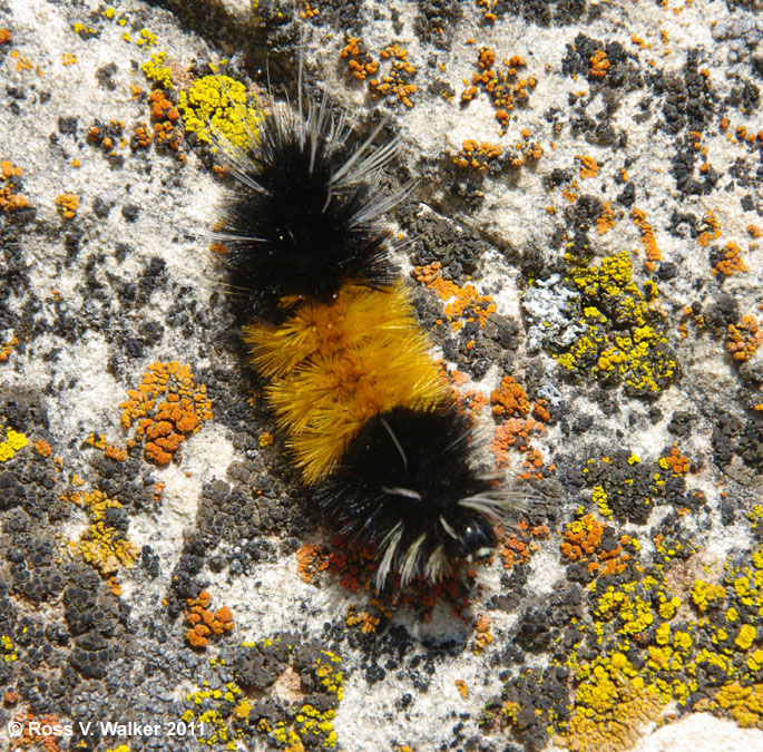 Woolly bear caterpillar, larva of an Isabella tiger moth, Wyoming