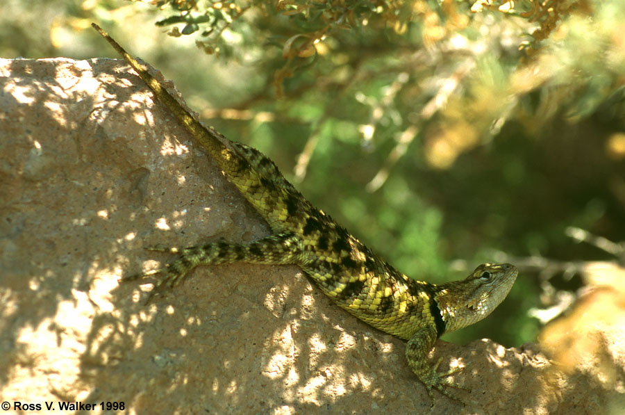 Yellow-backed Spiny Lizard watching prey, near Lone Pine, California