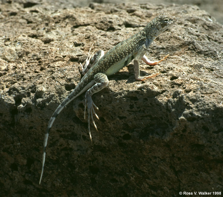 Common Zebra-Tailed Lizard, near Bishop, California