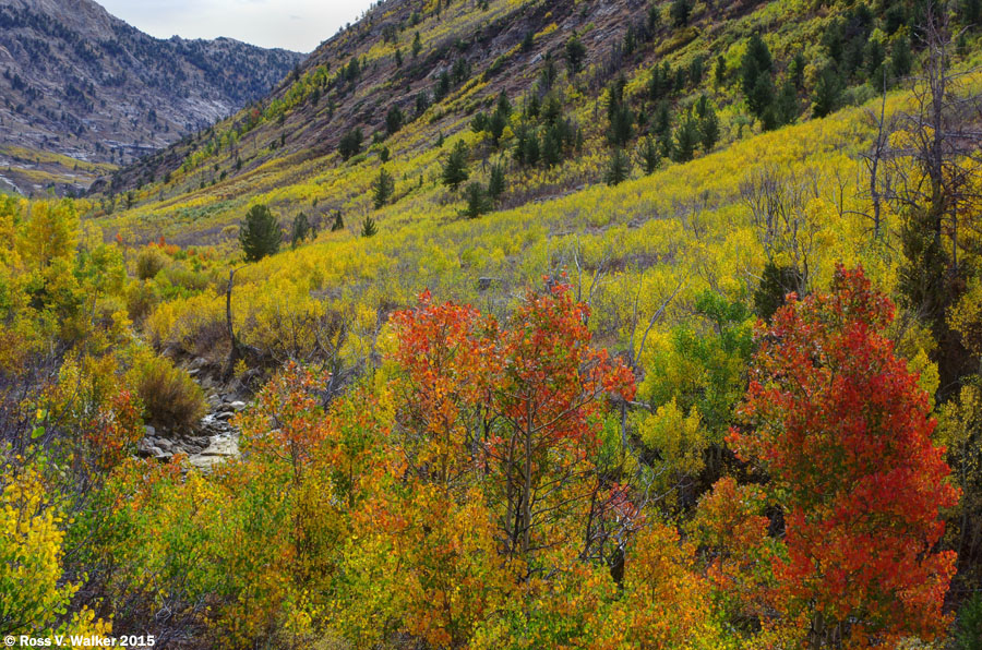 Fall color along Lamoille Creek, looking upstream in Lamoille Canyon, Nevada