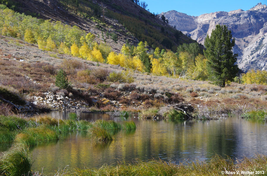 Beaver pond, Lamoille Canyon, Nevada