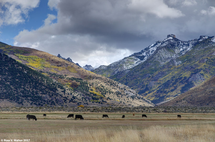 Cows graze outside the mouth of Lamoille Canyon, Nevada